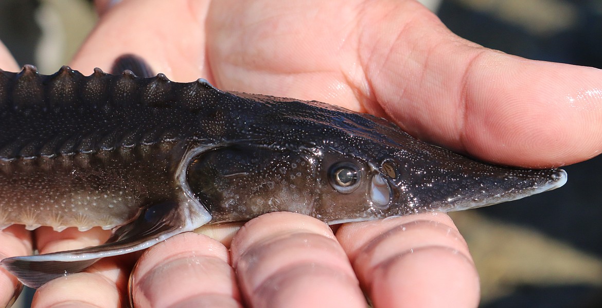 Photo by MANDI BATEMAN
One thousand juvenile sturgeon were released on Friday, May 10.