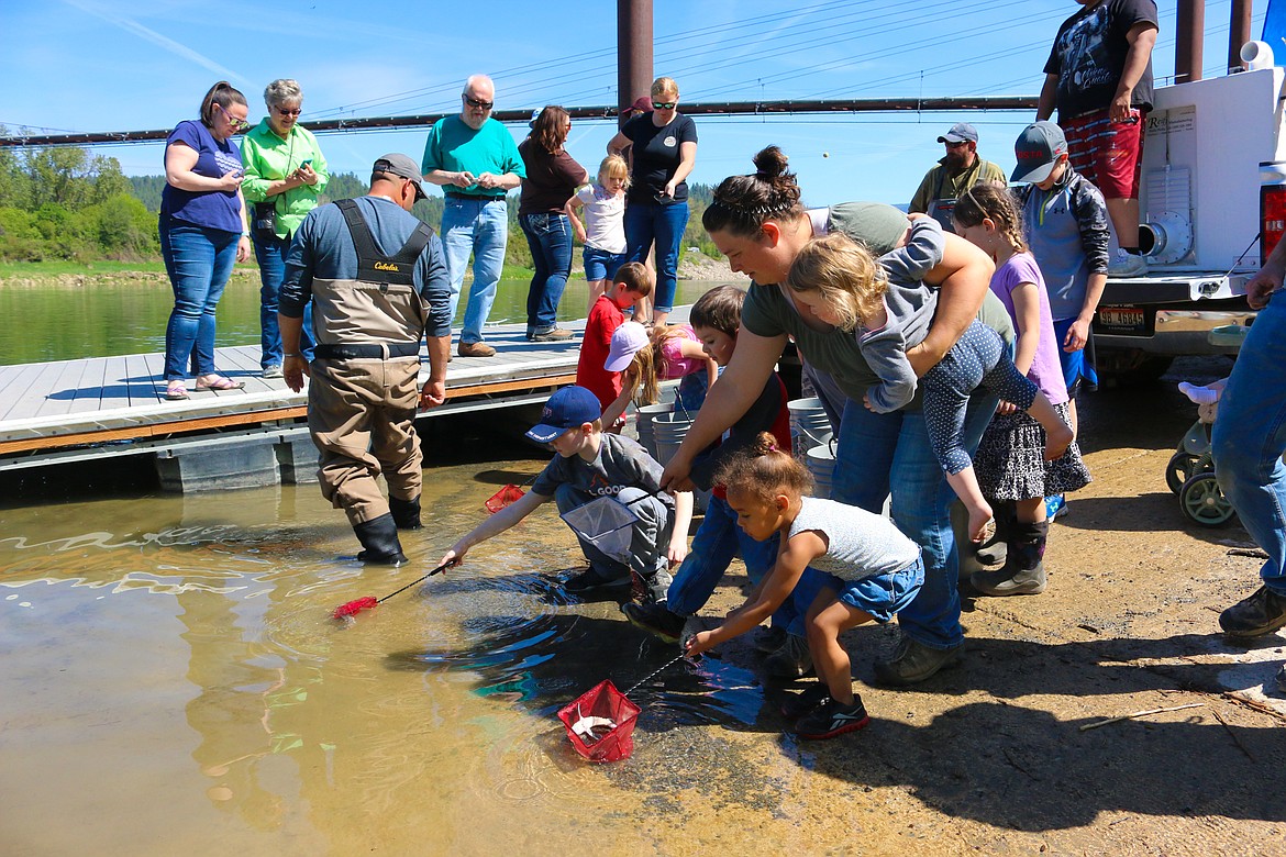 Photo by MANDI BATEMAN
It was a beautiful, sunny day for the sturgeon release.