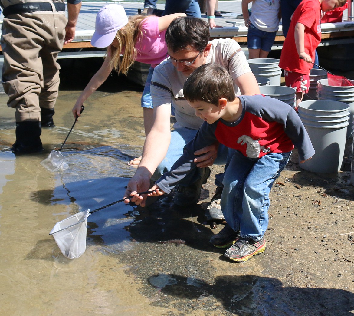 Photo by MANDI BATEMAN
He sturgeon release is enjoyed by families.