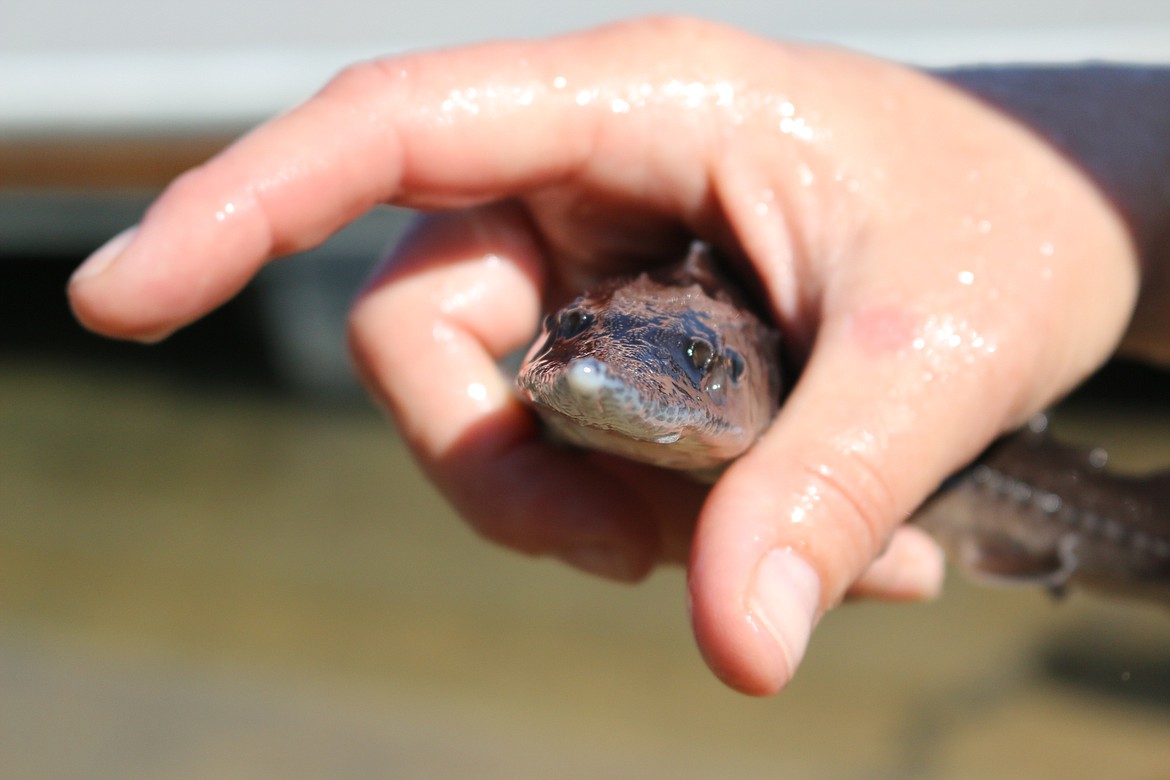 Photo by MANDI BATEMAN
Holding a piece of history, a connection is made between the public and the white sturgeon.