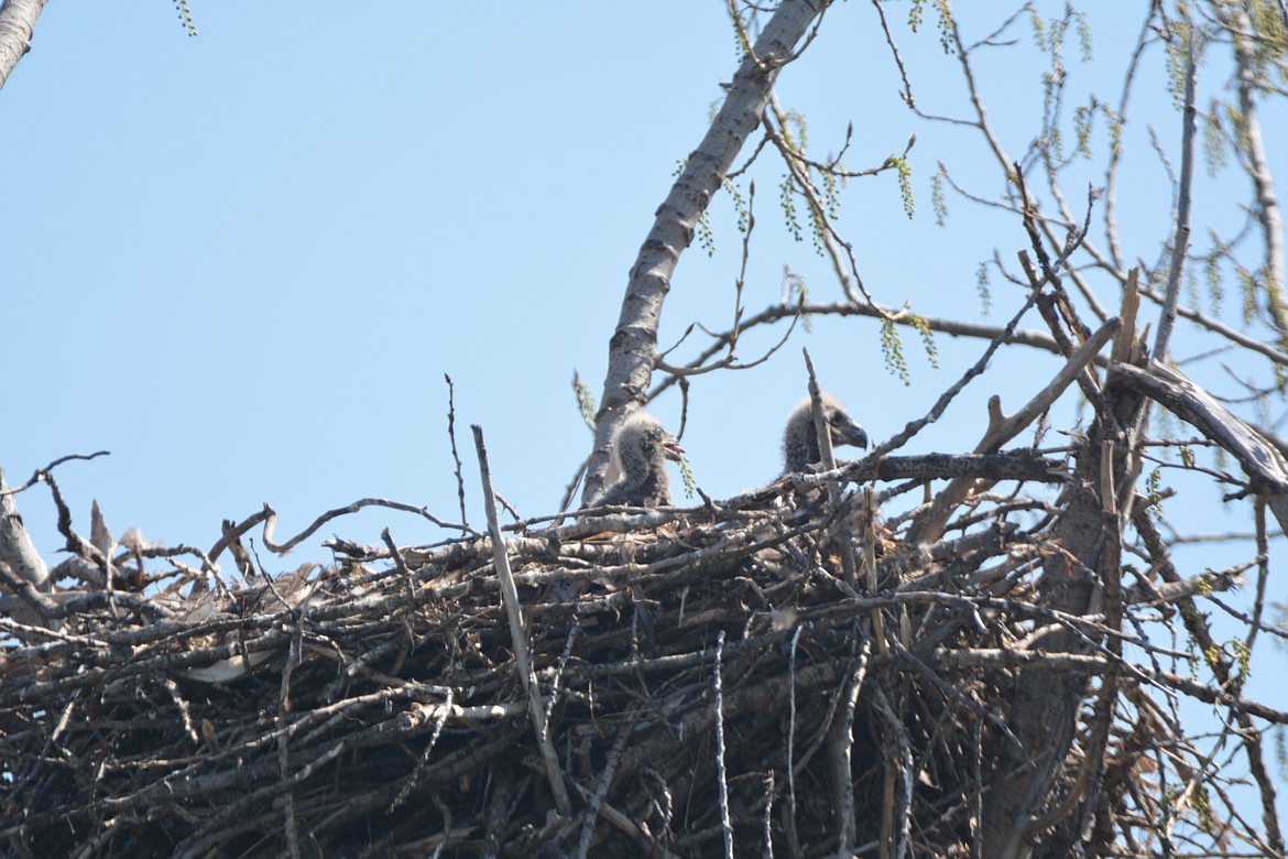 Photo by DON BARTLING
These eaglets are poking their heads above the nests rim looking for mother to bring lunch.