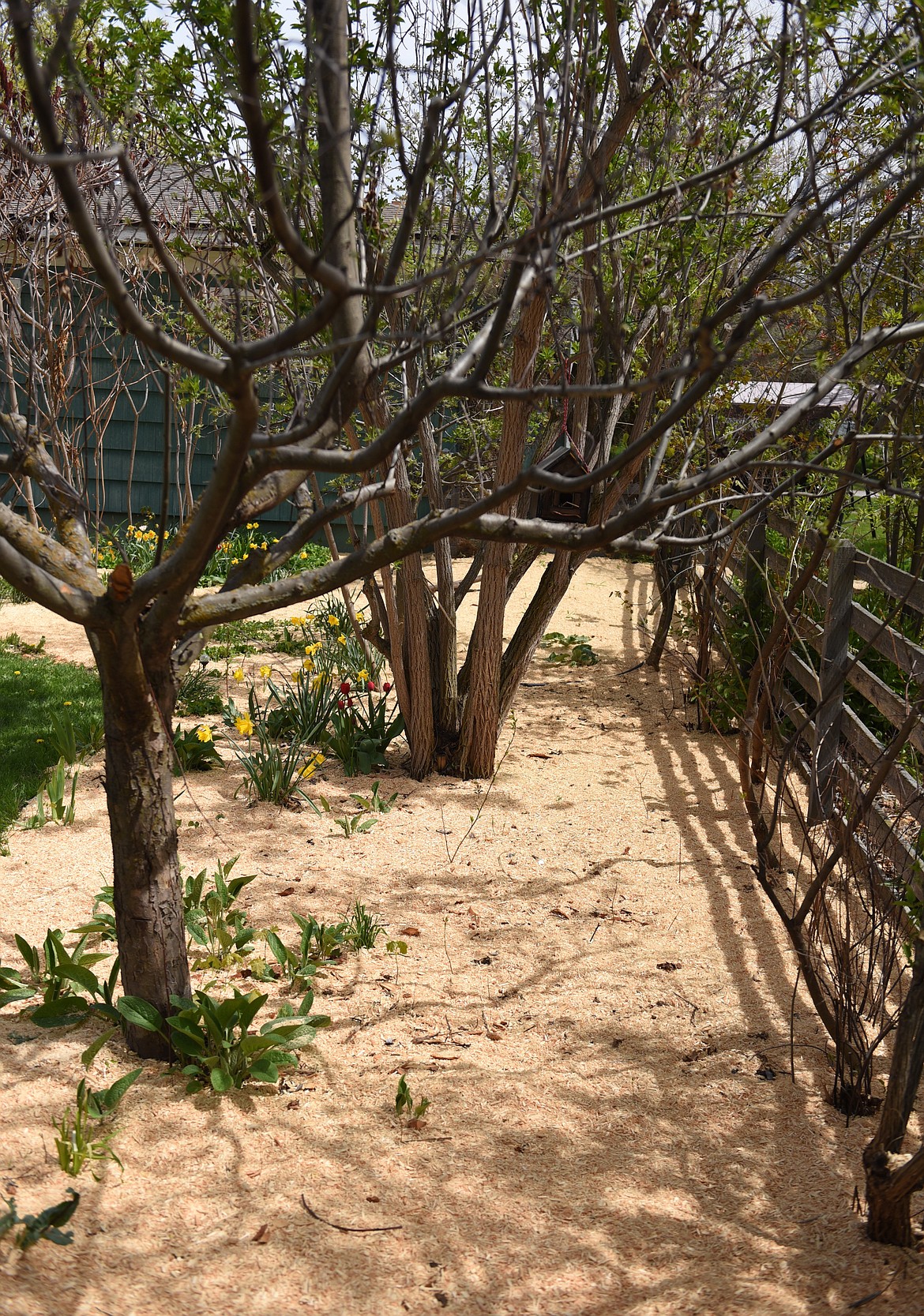 SAWDUST IS a key element in the garden at 601 4th Ave. E. in Polson. (Joe Sova photos/Lake County Leader)