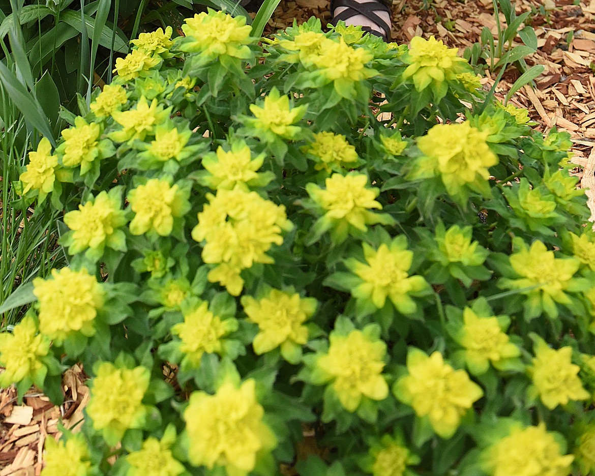 CAN YOU identify this flowering shrub? Whether you can or not, you&#146;ll see the colorful flowers at the huge garden at 601 4th Ave. E. in Polson. Stop by for a flower and veggie tour this Saturday from 10 a.m. to 2 p.m. Take plants home for just a small donation to help keep the garden flourishing.