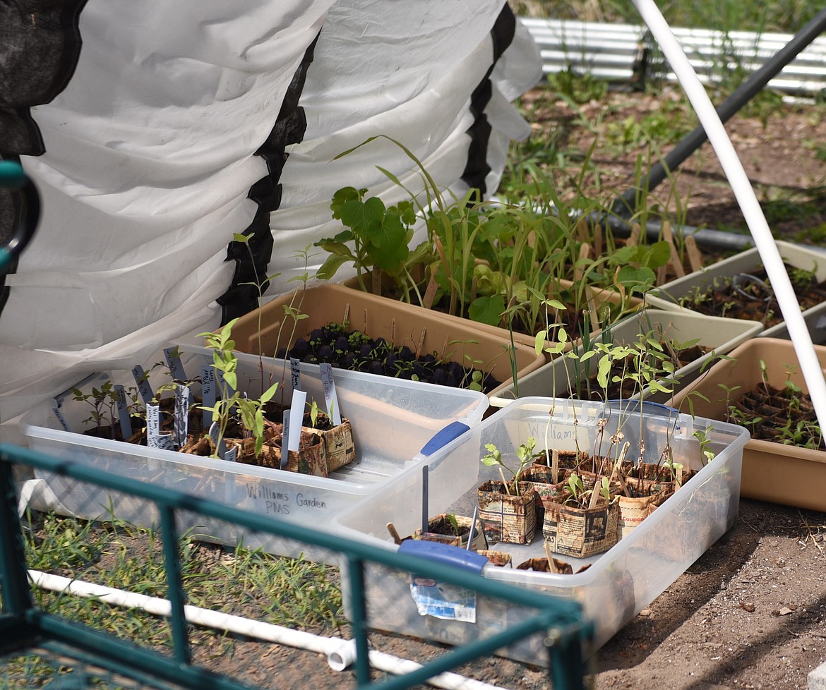 FOOD WASTE is turned into composting used to grow vegetables in the PMS garden, exemplifying the recycling effort.