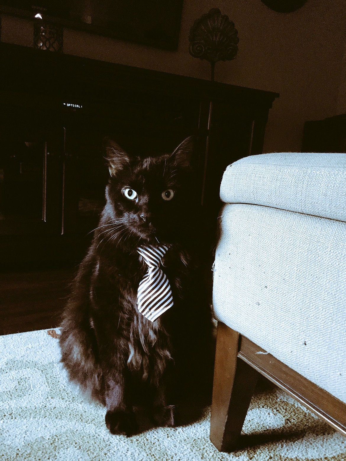 This is Big Sexy, the 24-pound Maine coon who shares his house, sometimes grudgingly, with Brad and Jamie Oliver.