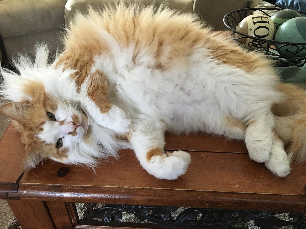 Cat Saturday under the ceiling fan ... Punkin&#146;s hair blowin&#146; in the breeze. (Stacy Hudson)