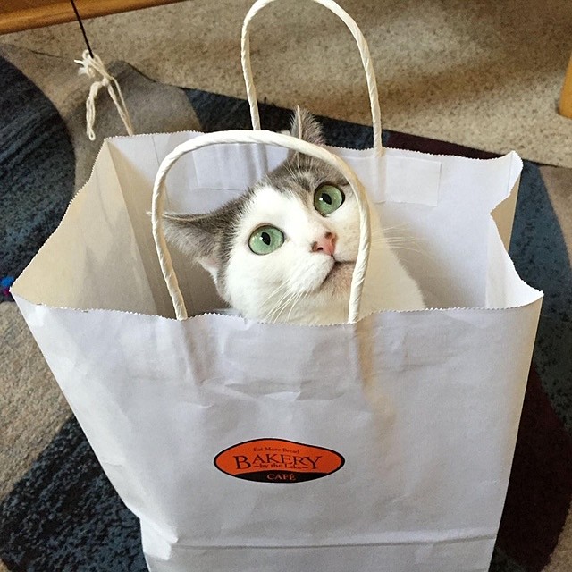 Jinx is her name and fun in a bag is her game! (Patrick Schultz)