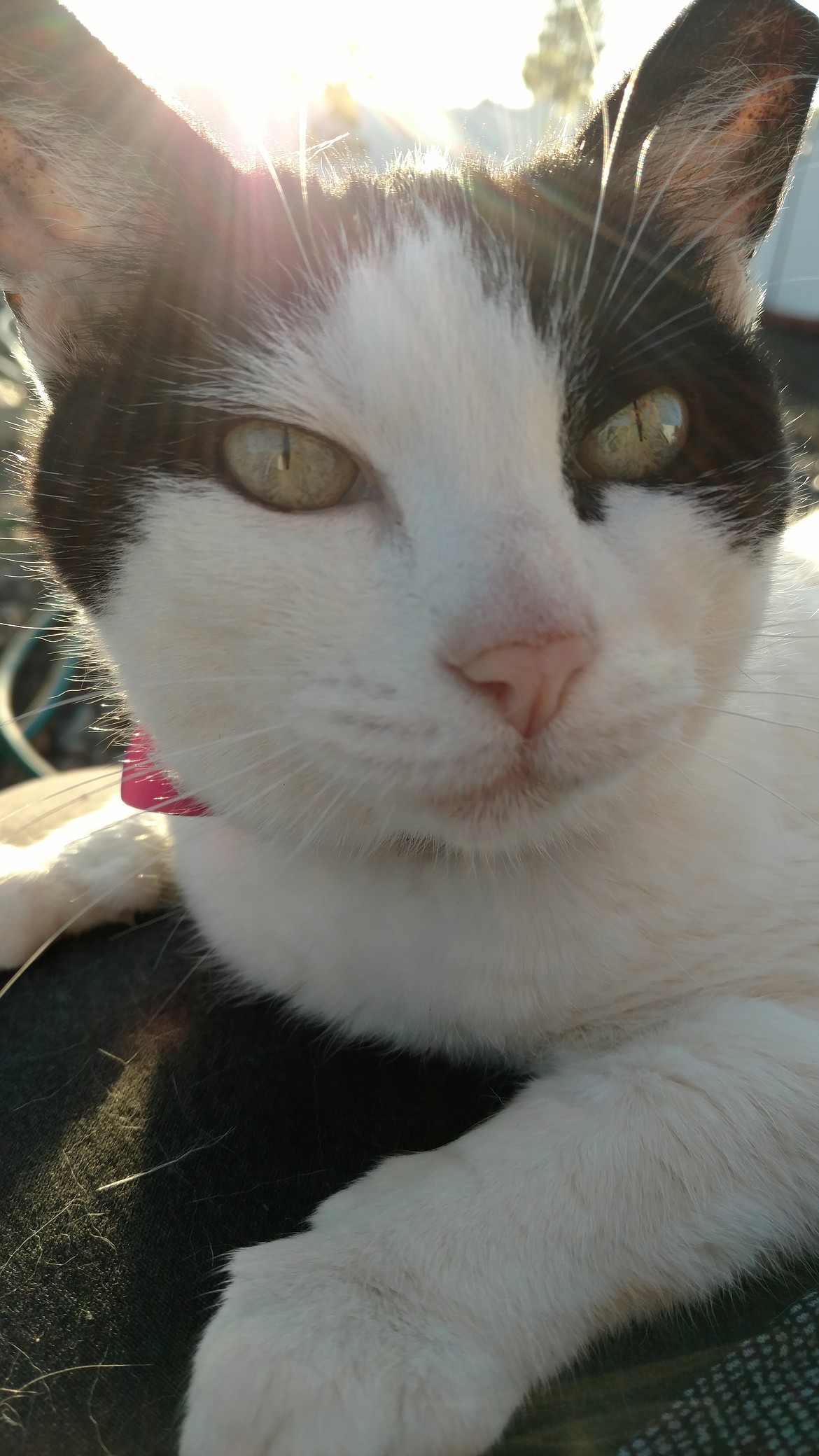 Our little suncatcher Squatter Lavender Heilman-Weeks loves hanging out on a warm evening. She&#146;s pretty fond of the fire bowl, too. (DEVIN WEEKS)