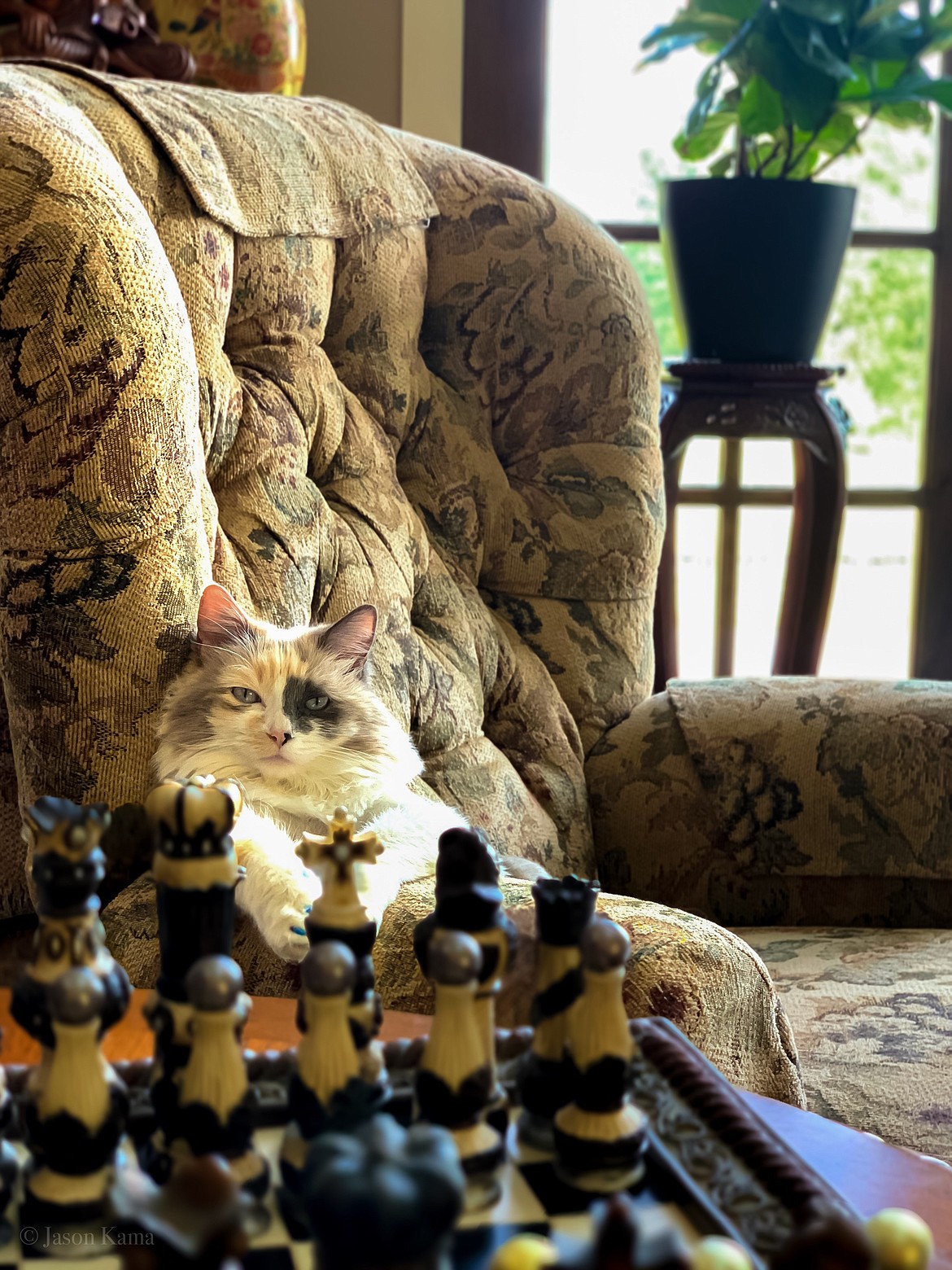 Checkmate! Jason Kama submitted this photo of KitKat, who is waiting for her humans to make their next move.