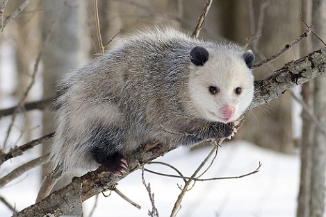 CRITTERS OF NORTH IDAHO: Virginia Opossum | Coeur d'Alene Press