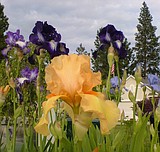 Enjoy those blooms!