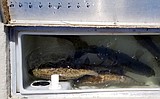 Of live wells, bucket biologists & Johnny Appleseed fish