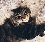 The Press wants to see your cool cats