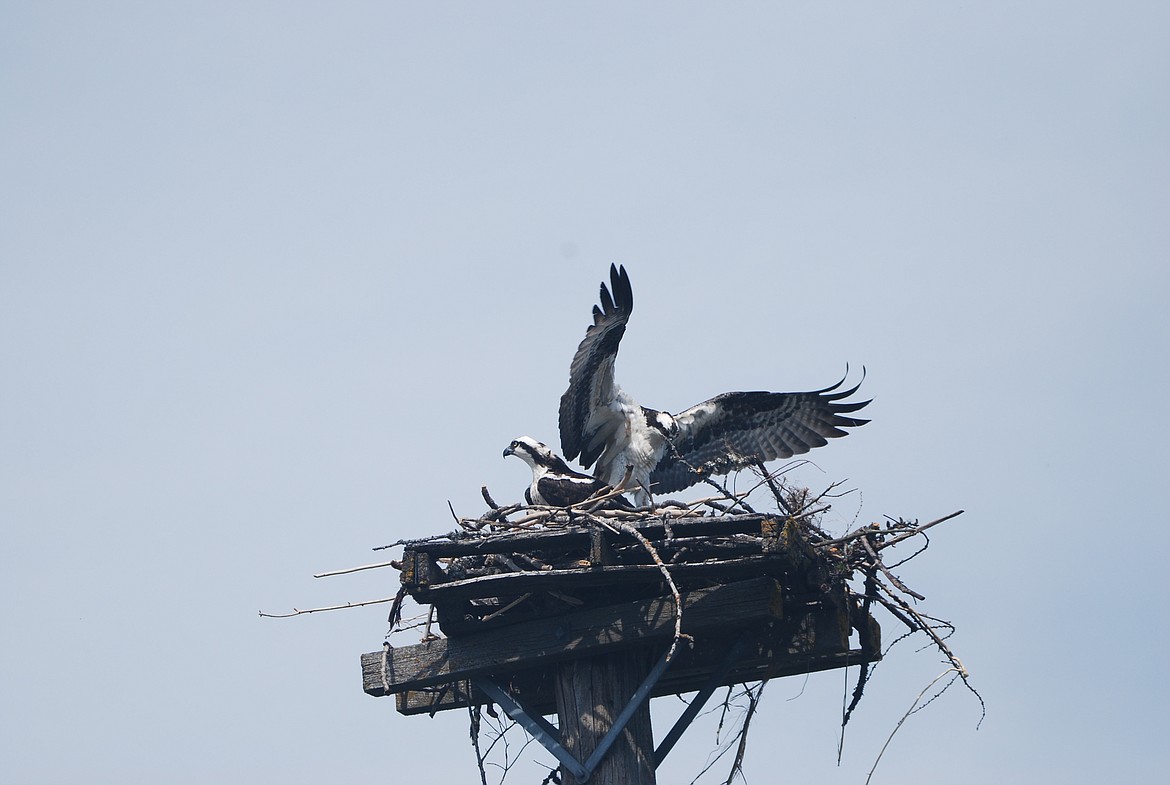 Photos by DON BARTLING
Osprey usually mate for life. In spring, following the breeding season the pair begins a five-month period of partnership to raise their young. Both the male and female incubate the eggs.