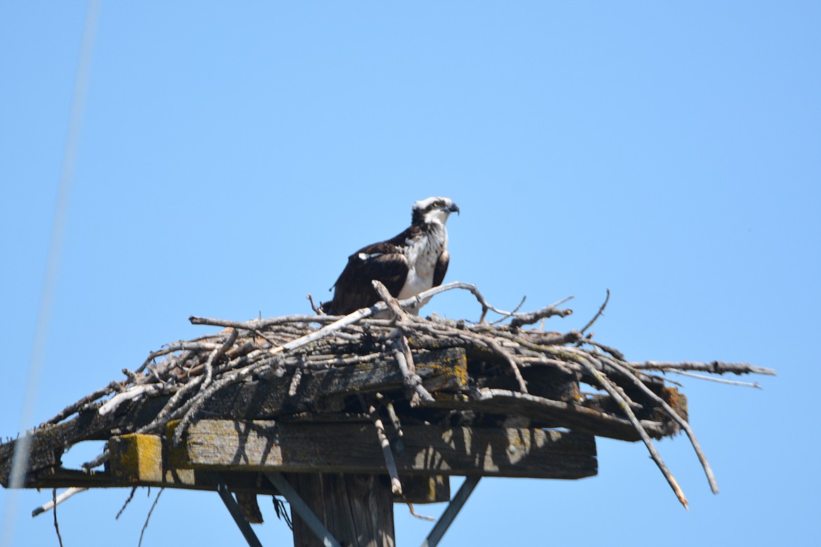 The osprey&#146;s nest is a raised level surface, often on a wooden platform at the top of a pole or tree that the male and female build or add to each year.