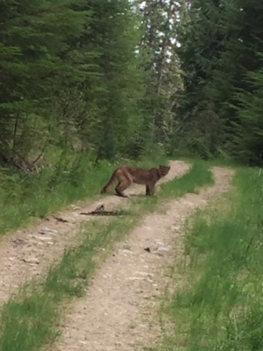 Courtesy photo
This photo was posted on Facebook by the Snake Pit warning followers about a mountain lion sighting just a few miles from the restaurant&#146;s location.