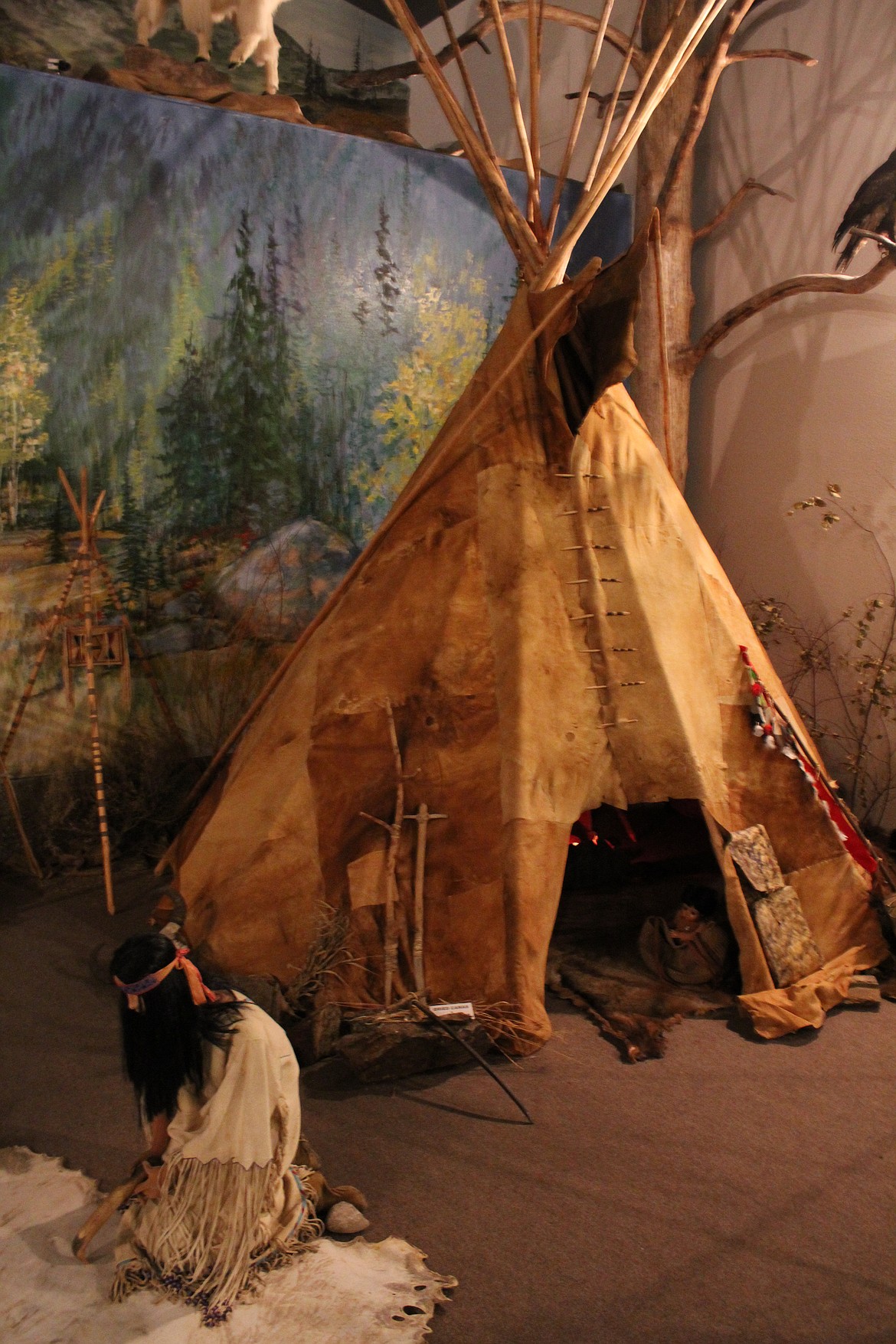 One large hall in the Ninepipes Museum features a life-sized diorama that includes an example of a Native American encampment and full-sized mounts of animals such as moose, elk, deer, bison and mountain goats.