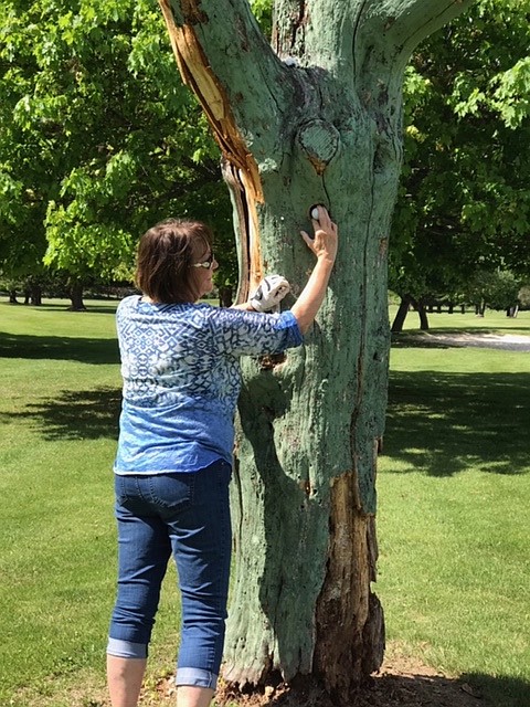 (Courtesy Photo)
Golfer Anne Bonar retrieving her drive from woodpecker nest &#151; Hole #4.