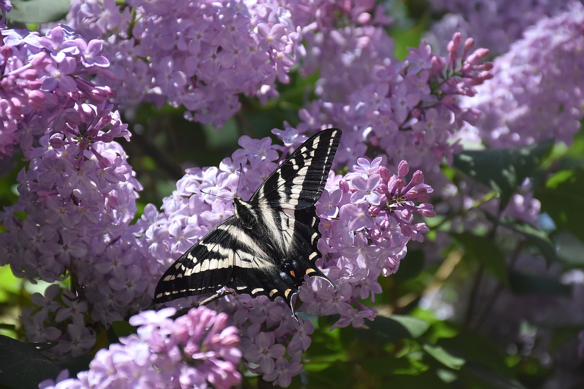 Photo by DON BARTLING
The black and white striped pattern of these beautiful butterflies resembles the coloration of zebras. The Zebra Swallowtail have &#147;tails&#148; reminiscent of the tail of a swallow-hence the name &#147;Swallowtail.&#148;