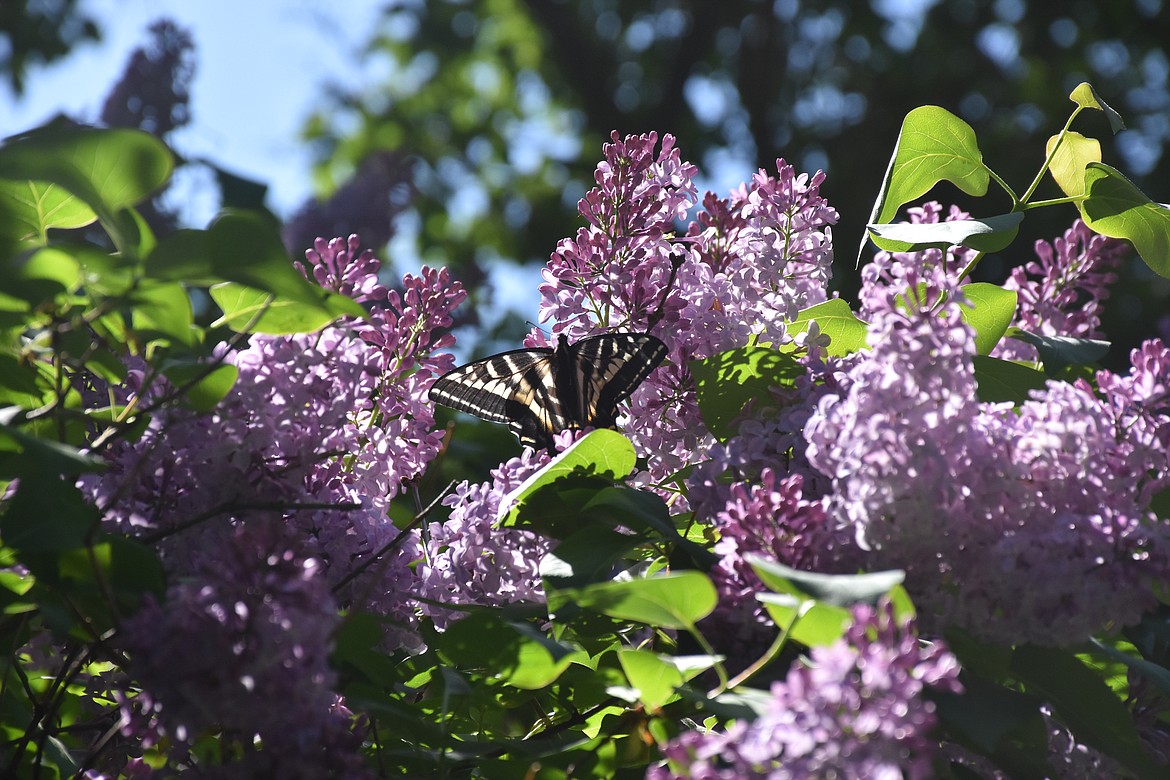 Photo by DON BARTLING
The Zebra Swallowtail flies from one beautiful purple fragrant lilac to another almost dancing in the spring air.