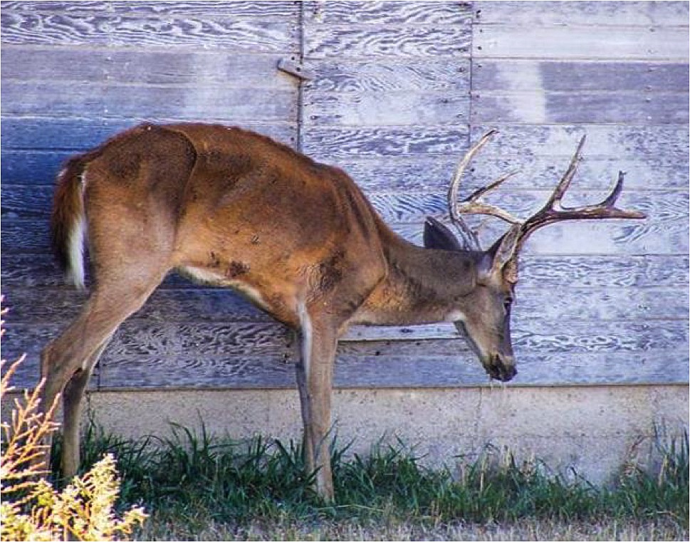 A CWD-afflicted white-tailed deer. This animal will die soon. (Photo by Mike Hopper, Kansas Dept. of Wildlife, Parks and Tourism)