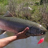 Spring chinook season closed on two rivers