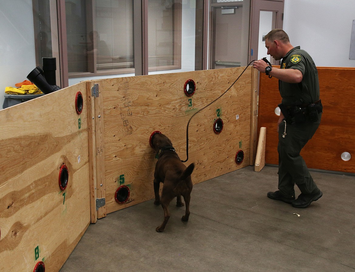 Kootenai County Sheriff K9 Deputy Jim Dooley and his K9, Bailey, run through a dangerous materials exercise Wednesday at the Pierce Clegg Building off Dalton Avenue. L aw enforcement use these &quot;sniff walls&quot; for K9 training. (LOREN BENOIT/Press)