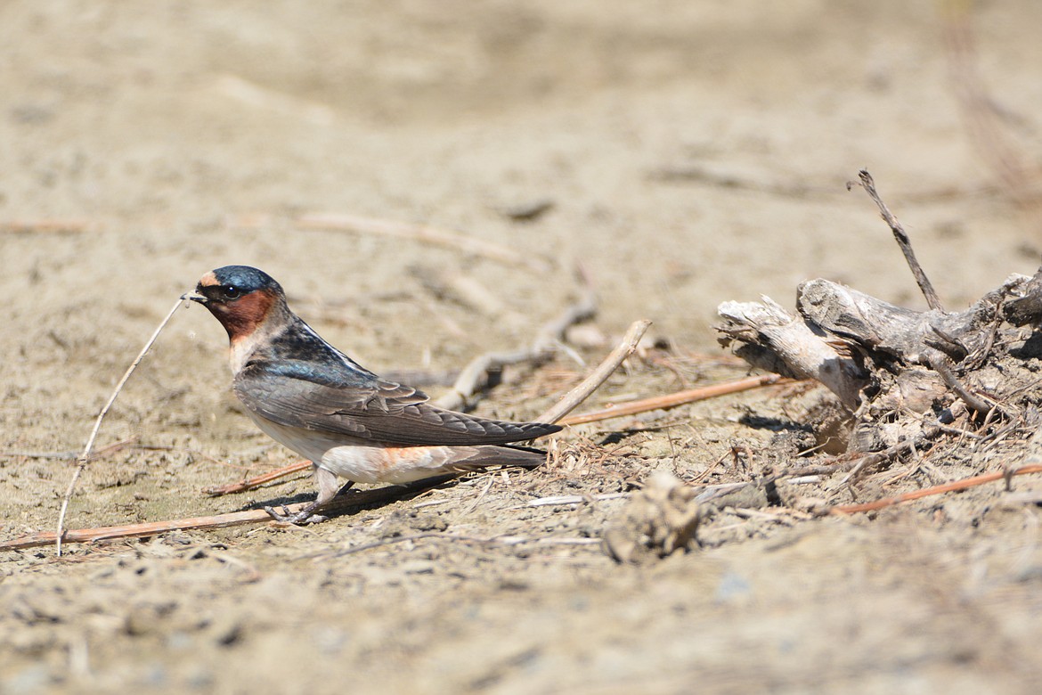 The cliff swallow is a uniquely patterned swallow with a dark back, wings and cap; distinctive tan-to-rust rump, cheeks and forehead.