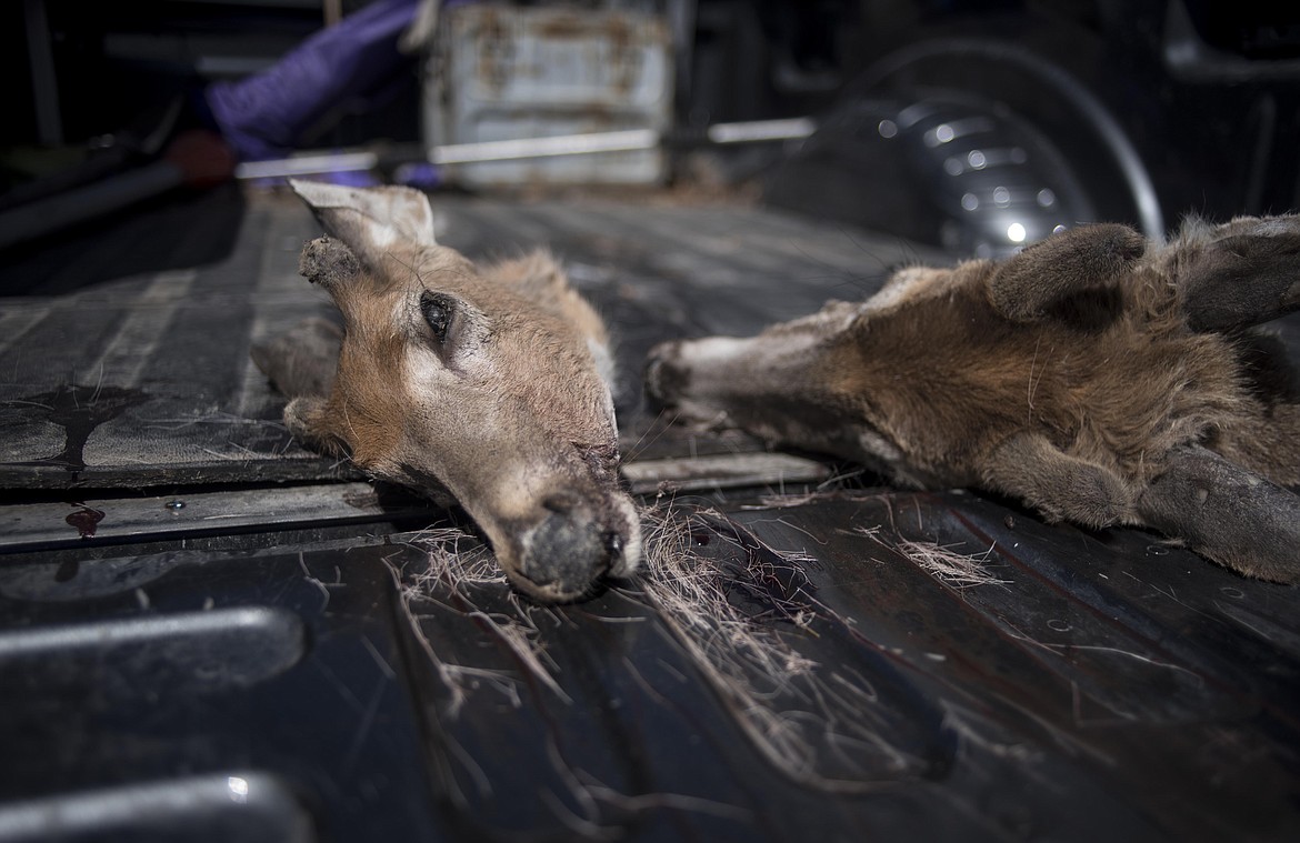 A white-tailed deer head collected by Montana Fish Wildlife &amp; Parks to be tested for CWD, Monday in Libby. (Luke Hollister/The Western News)