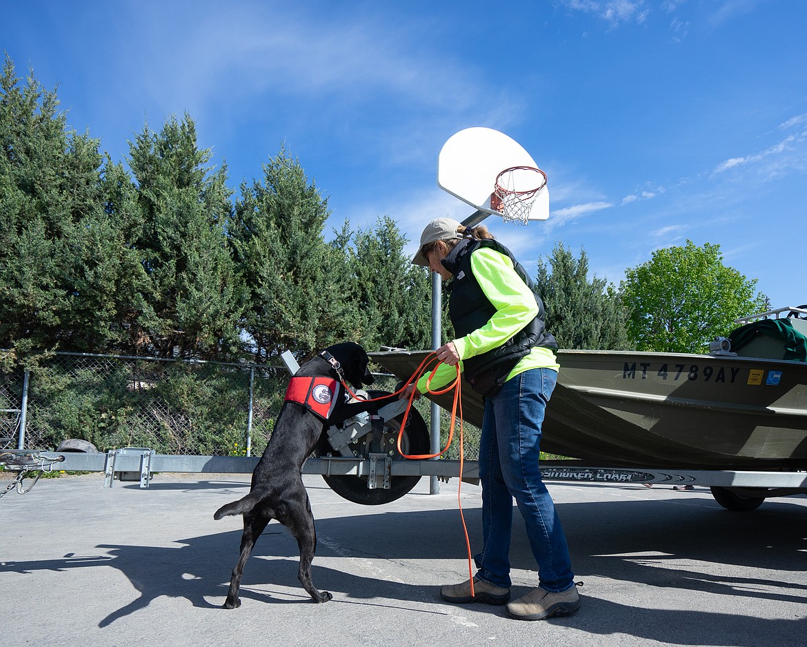 Deb Tirmenstein and mussel-detecting Ismay search a boat for aquatic invasive species during the Mussel Walk last week. (Daniel McKay/Whitefish Pilot)