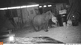 Fed bear, dead bear: Chicken-eating griz, horse feed-eating black bear have to be put down