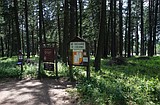Logging at English Point will revitalize forest