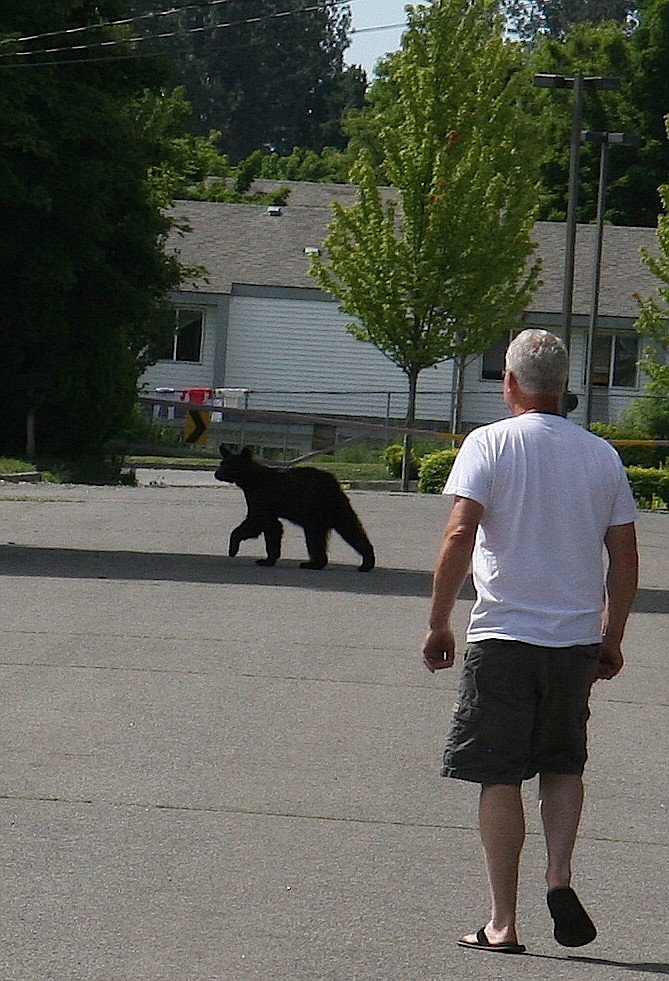 Craig Walker of Idaho Fish and Game keeps an eye on a wandering black bear before it climbed another tree in Coeur d'Alene on Wednesday. (BRIAN WALKER/Press)