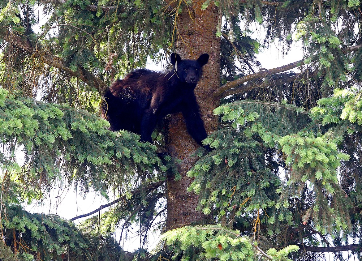 Idaho Fish and Game officials made a few attempts to tranquilize this yearling bear that made its way up trees on North Eigth Street in Coeur d'Alene Wednesday. After a few attempts to get the bear down, officials chose to let the bear rest. Officials will return to the neighborhood to check back on the bear. (LOREN BENOIT/Press)