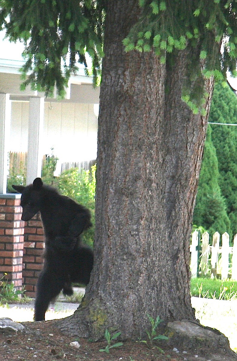 BRIAN WALKER/Press
A young black bear climbs down from a tree before climbing another on Eighth Street in Coeur d&#146;Alene on Wednesday.