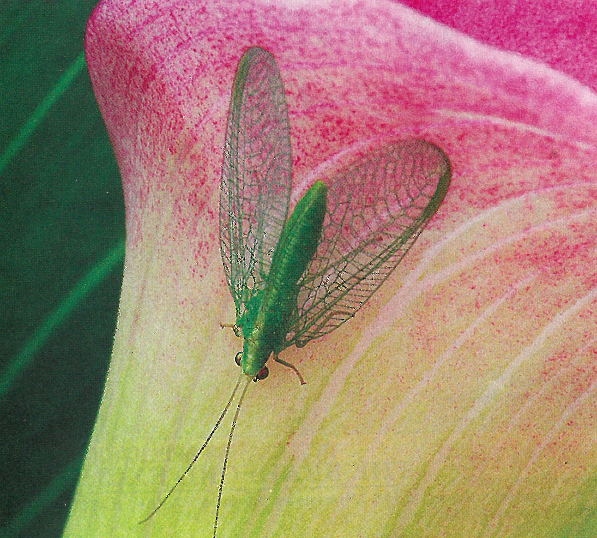 Delicate Lacewing savors nectar and pollen, but when in larval stage feasts on aphids.