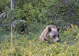 Grizzlies drawn to Columbia Falls by compost, FWP says