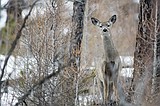Zoom meetings on hunting regulation changes coming up