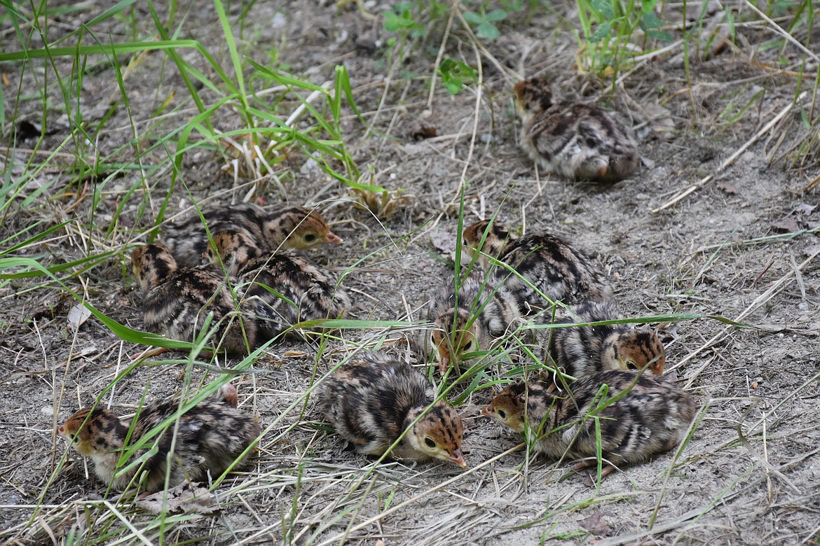 Ten turkey chicks sitting quietly at their mother&#146;s instructions. Moments later she clucked for them to go into the bushes which they did instantly.

Photo by DON BARTLING