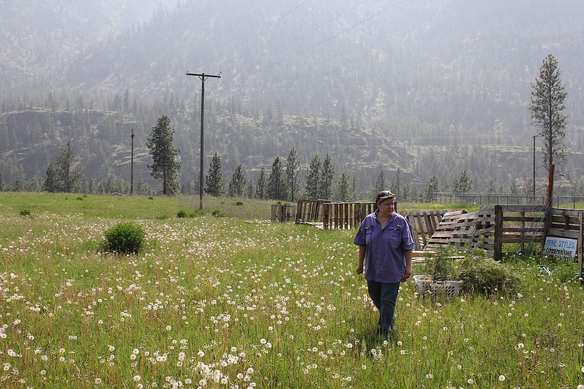 THE ALBERTON Railroad Days Community Garden started last year with a long-term goal of collaborating with Alberton Schools for a Farm to School program. (Maggie Dresser photos/Mineral Independent)