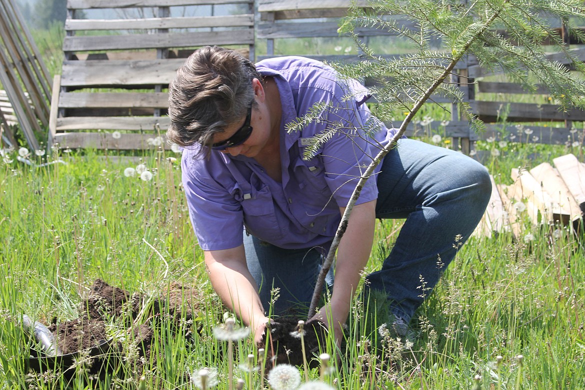 ANG MacDONALD plants a tree which will act as a wind barrier once it grows taller. Wind destroyed many plants on the garden plot last summer.