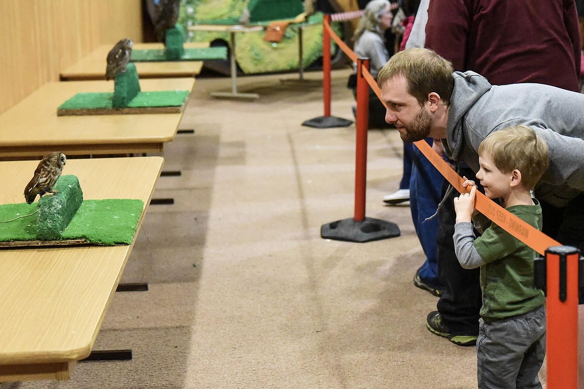 John Willis and his son Eli Willis take a closer look at the Northern Saw-whet Owl, at Birds of Prey Day May 25 at the Libby Dam. (Ben Kibbey/The Western News)