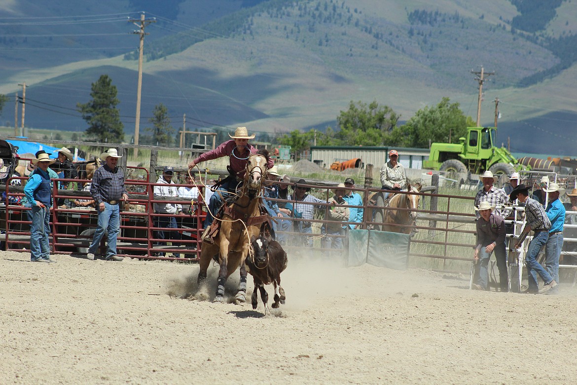 TRAPPER MCALLISTER, another of the three McAllister boys, showing off in the Tie-Down Roping competition, Sunday at the Homesteader Days Rodeo in Hot Springs. (John Dowd photos/Clark Fork Valley press)