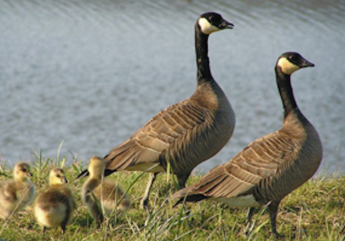 Canada goose sale sandpoint