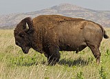 Outdoors: American bison making a comeback
