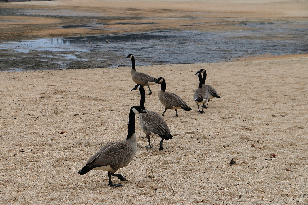 Canada hot sale goose sandpoint