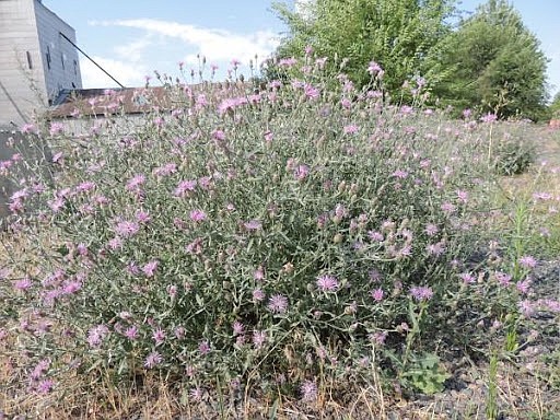 (Courtesy Photo)
Spotted knapweed plant.