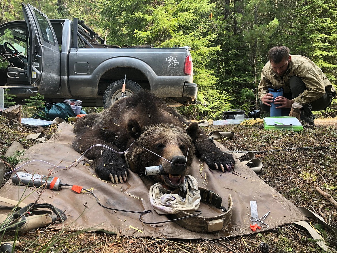 (Courtesy Photo)
Capture of female grizzly bear 2003 in the Selkirk Mountains of north Idaho, May 2019. Biologist Tyler Vent is monitoring the animal during anesthetization.