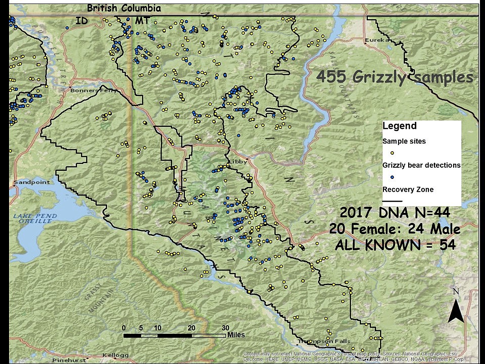 (Courtesy Photo)
Genetic results from Cabinet-Yaak 2017 grizzly bear hair snag sampling and additional known individuals not detected by hair snag.