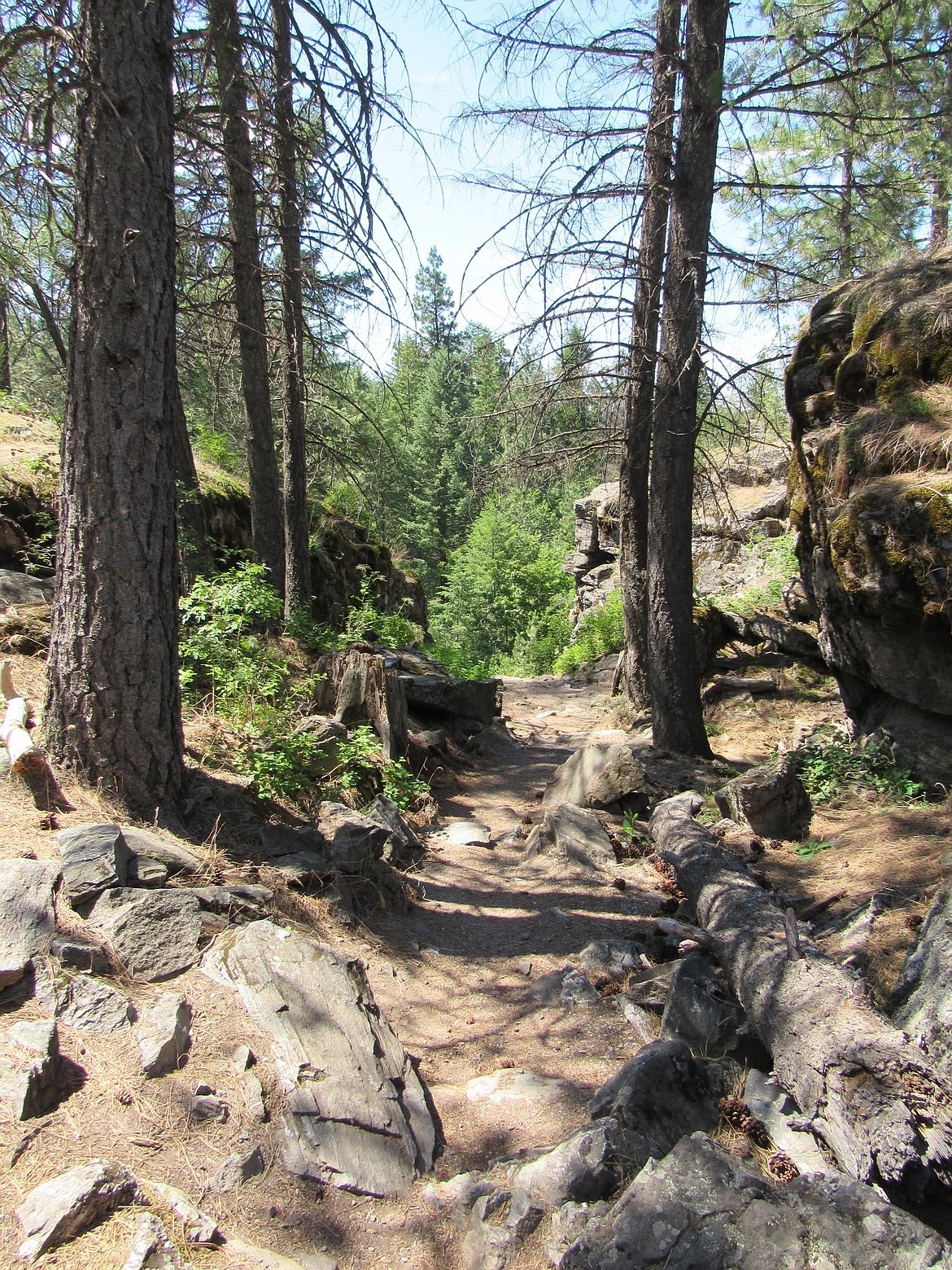 Q&#146;emiln Park trails are easy access in Post Falls but quickly make you feel far from city life.